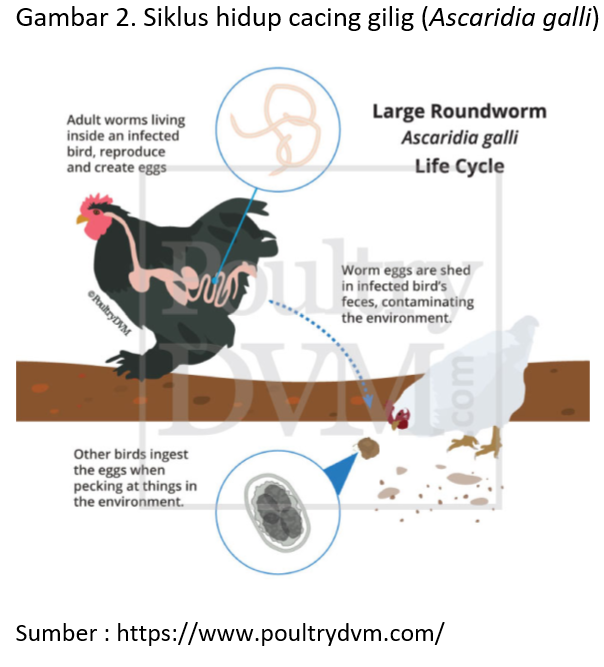 Gambar 2. Siklus hidup cacing gilig (Ascaridia galli)