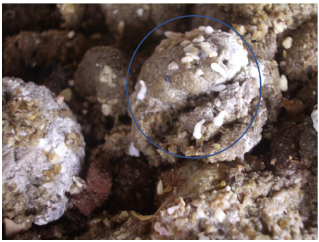 Proglottid gavid found in feces