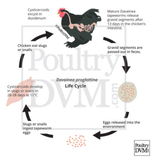 Image 1. Life cycle of tapeworm (Davainea proglottina)