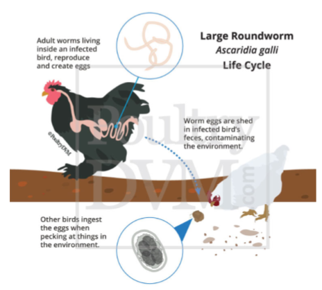 Image 2. Life cycle of roundworms (Ascaridia galli)