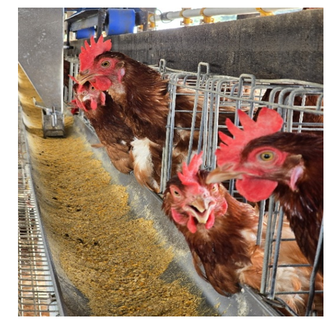 Gambar 1 : Ilustrasi kandang ayam layer