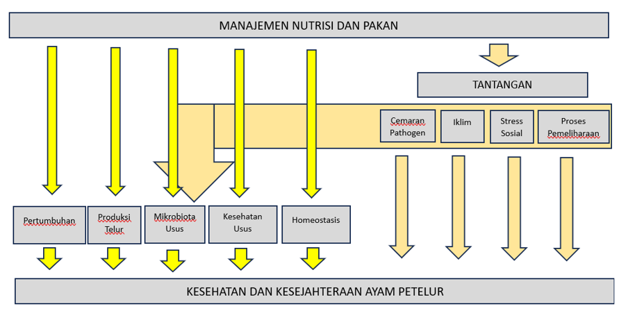 Gambar 3. Pengaruh Nutrisi dan Manajemen Pakan Terhadap Produksi (Bryden et al, 2021)