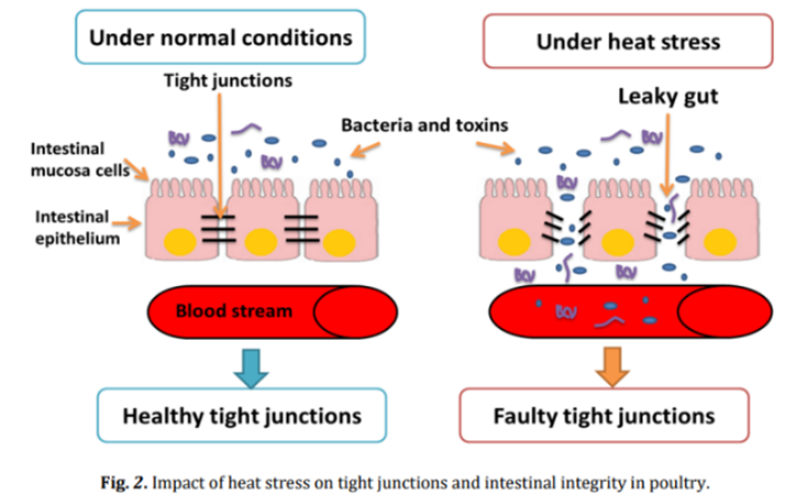 Picture 4: Impact of heat stress on tight junctions and intestinal integrity in poultry