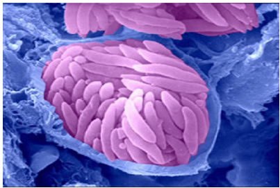 Eimeria sp. on an electron microscope (www.bbsrc.ac.uk)