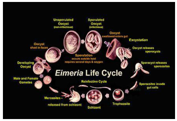 Life cycle of Eimeria sp. (www.websters-online-dictionary.org)