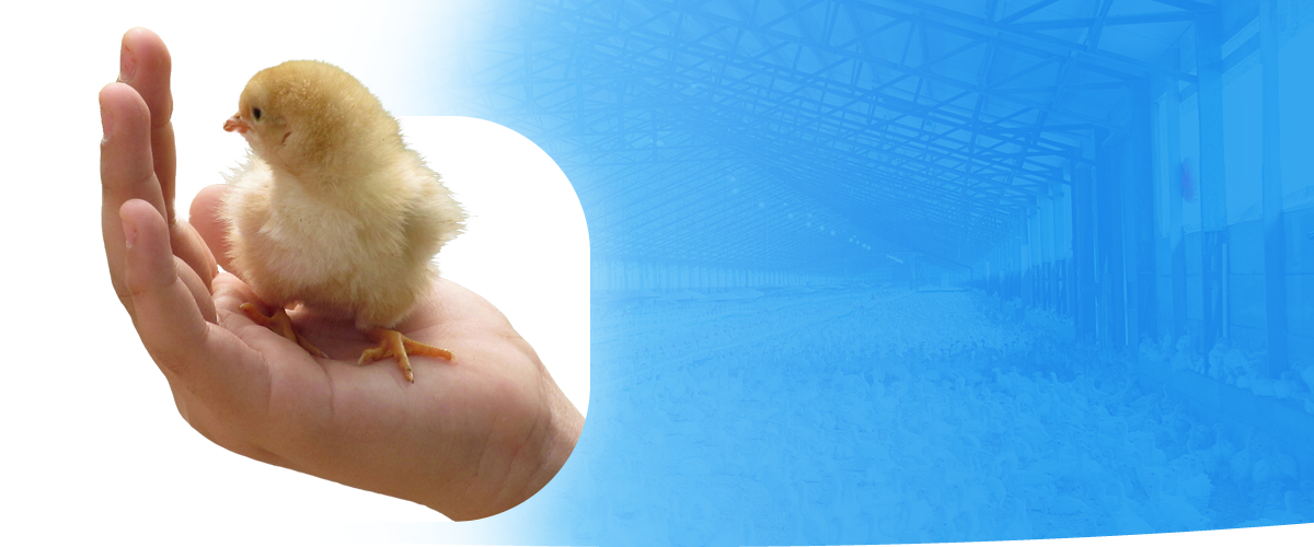 Gambar Halaman Website PT. Mensana Aneka Satwa